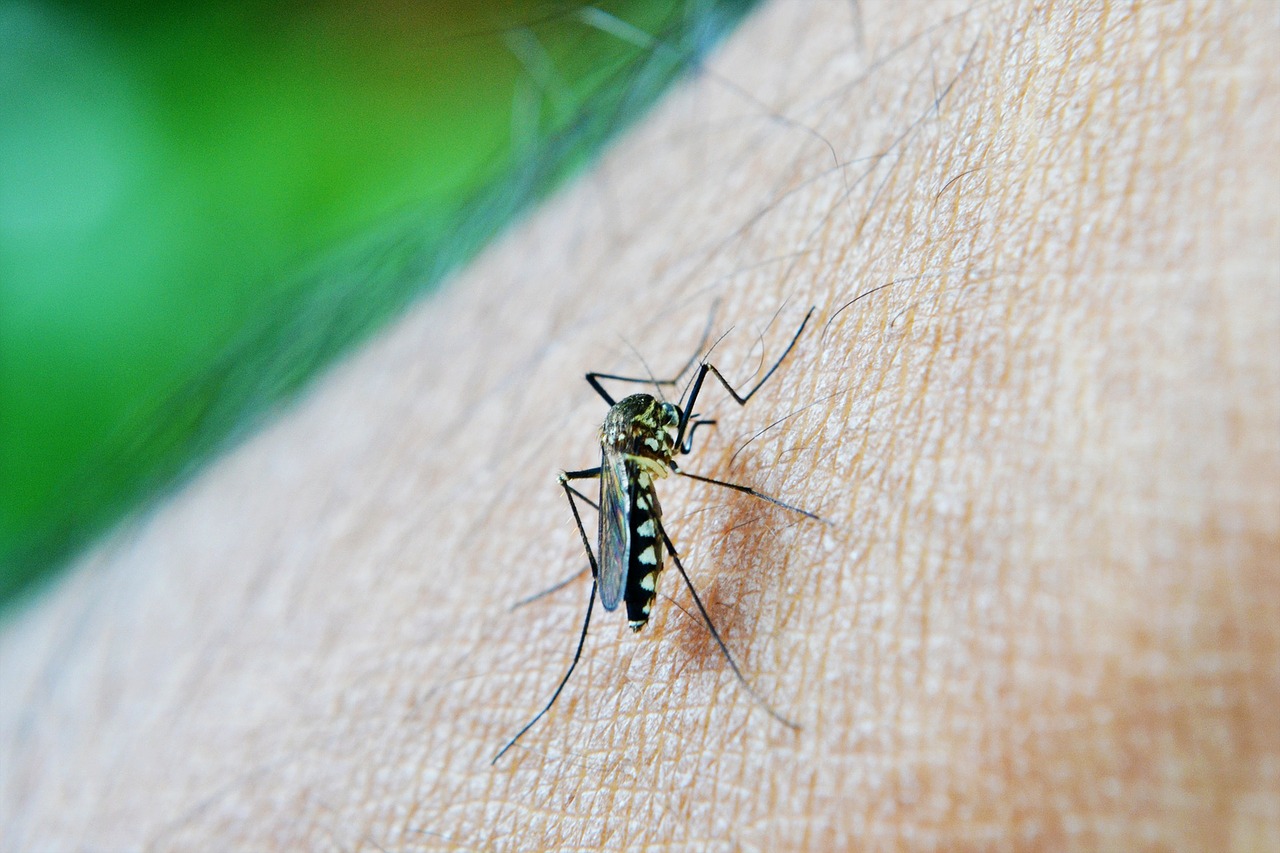 Demam Berdarah Dengue Penyebab Gejala Pengobatan