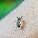 Malaria Penyebab Gejala Pengobatan